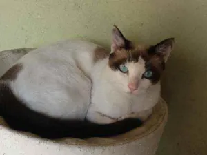 Gato raça Eu não sei  idade 7 a 11 meses nome Flufi