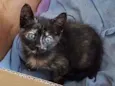 Greta