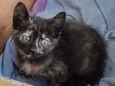 Greta