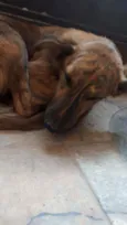 Não possui