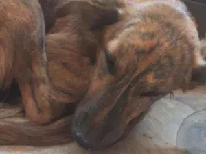 Cachorro raça Viralata idade 1 ano nome Não possui