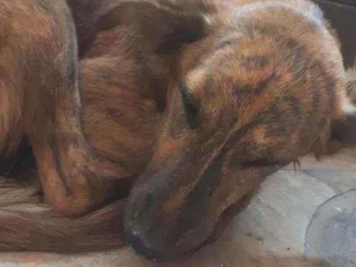 Cachorro ra a Viralata idade 1 ano nome Não possui