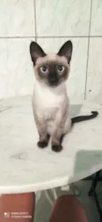 Gato raça Siames idade 2 a 6 meses nome Tomy