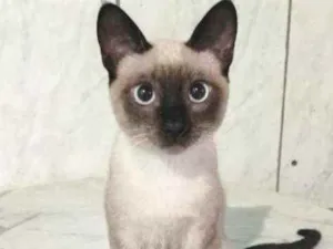 Gato raça Siames idade 2 a 6 meses nome Tomy