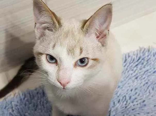 Gato raça SRD idade 2 a 6 meses nome Gael