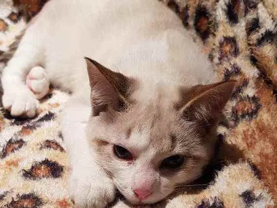 Gato raça SRD idade 2 a 6 meses nome Gael