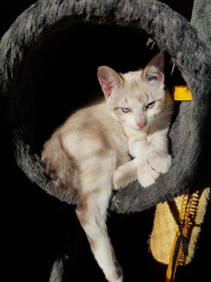 Gato raça SRD idade 2 a 6 meses nome Gael