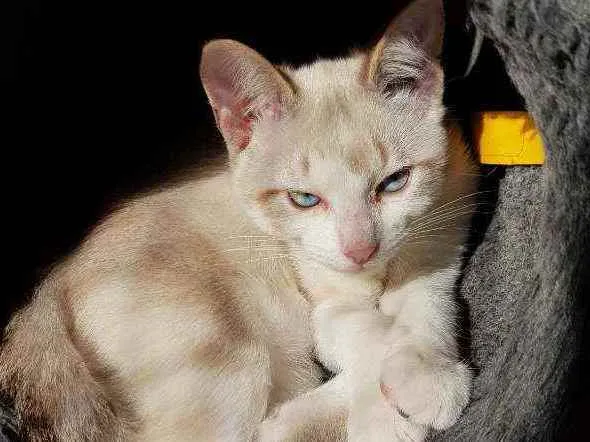 Gato raça SRD idade 2 a 6 meses nome Gael