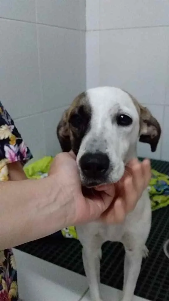 Cachorro ra a Indefinido  idade 2 anos nome Belinha