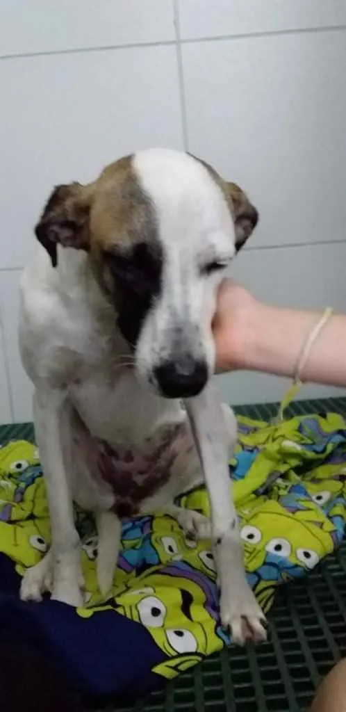 Cachorro ra a Indefinido  idade 2 anos nome Belinha