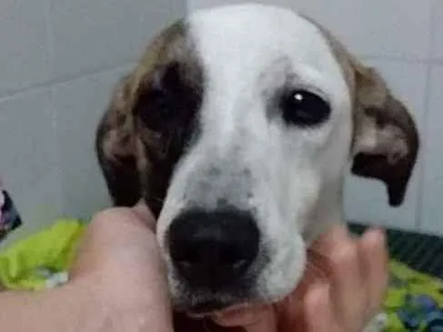 Cachorro ra a Indefinido  idade 2 anos nome Belinha