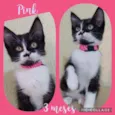 Gato raça SRD  idade 2 a 6 meses nome Pink 