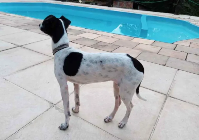 Cachorro raça Mestiça idade 7 a 11 meses nome Sabrina