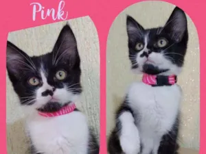 Gato raça SRD  idade 2 a 6 meses nome Pink 