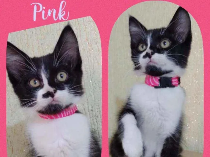 Gato raça SRD  idade 2 a 6 meses nome Pink 