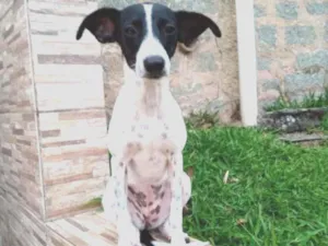 Cachorro raça Mestiça idade 7 a 11 meses nome Sabrina