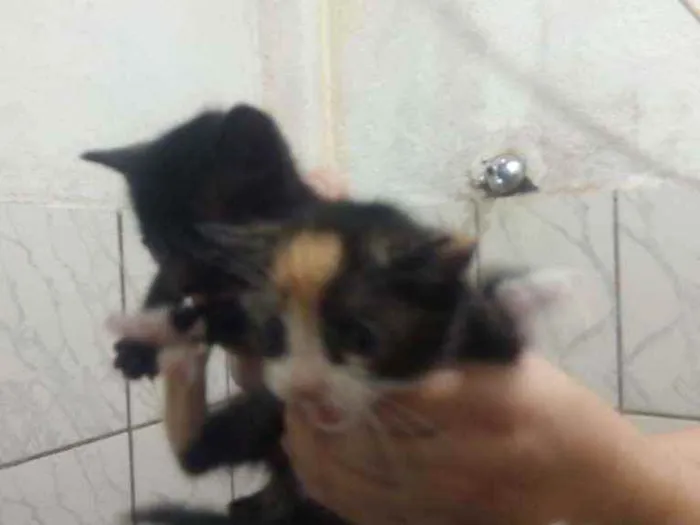 Gato ra a Tricolor e pretinho idade 2 a 6 meses nome Juliana e Juliete
