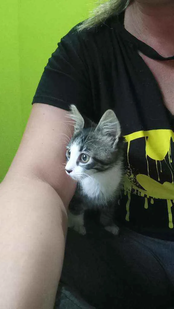 Gato raça SRD idade Abaixo de 2 meses nome Juliete