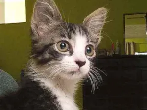Gato raça SRD idade Abaixo de 2 meses nome Juliete