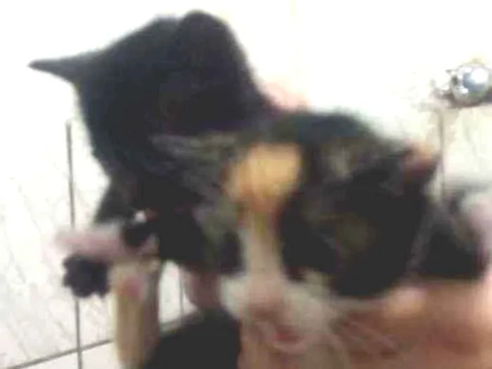 Gato ra a Tricolor e pretinho idade 2 a 6 meses nome Juliana e Juliete