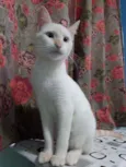 Mingau