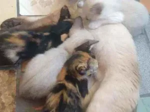 Gato raça Siamês e manchados idade 2 a 6 meses nome Gato