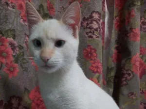 Gato raça Srd idade 2 a 6 meses nome Mingau