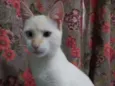 Mingau