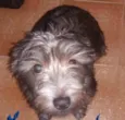 Margarida