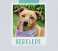 Cachorro raça  idade 5 anos nome Serelepe