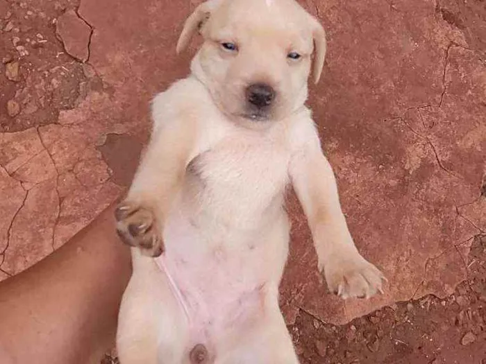 Cachorro ra a Srd idade Abaixo de 2 meses nome A escolher