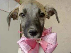 Cachorro raça SRD idade 2 a 6 meses nome AZALÉIA 
