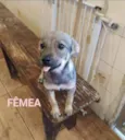 Lila