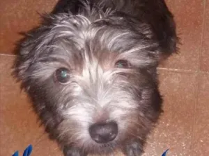 Cachorro raça SRD idade 1 ano nome Margarida