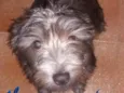 Margarida