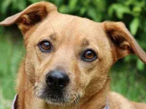 Cachorro raça  idade 5 anos nome Serelepe