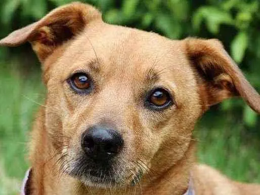 Cachorro raça  idade 5 anos nome Serelepe