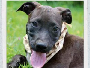 Cachorro raça  idade 2 a 6 meses nome João 