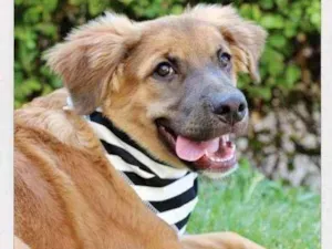Cachorro raça  idade 2 a 6 meses nome Fuba 