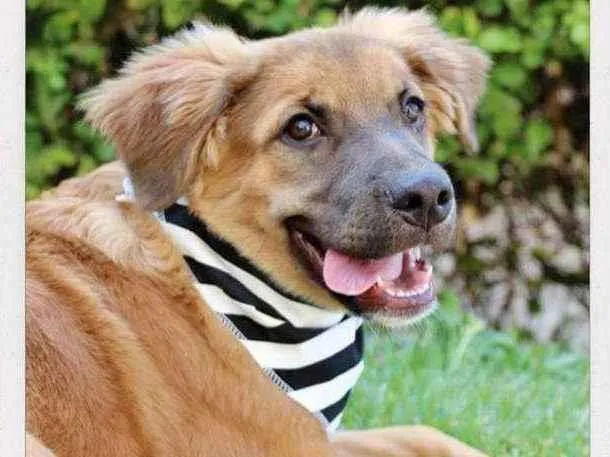 Cachorro raça  idade 2 a 6 meses nome Fuba 