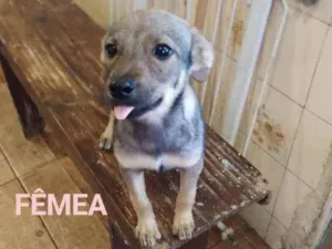 Cachorro raça SRD idade 2 a 6 meses nome Lila
