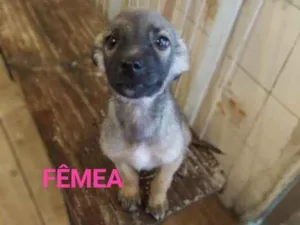 Cachorro raça SRD idade 2 a 6 meses nome Bia 