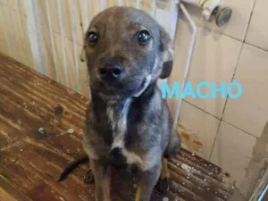Cachorro raça SRD idade 2 a 6 meses nome Lilo