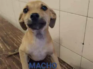 Cachorro raça SRD idade 2 a 6 meses nome Bob