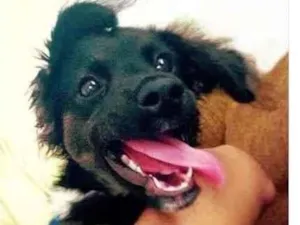 Cachorro raça Vira-latas idade 4 anos nome Bartolomeu