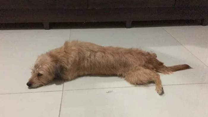 Cachorro raça Vira lata idade 4 anos nome Pandora