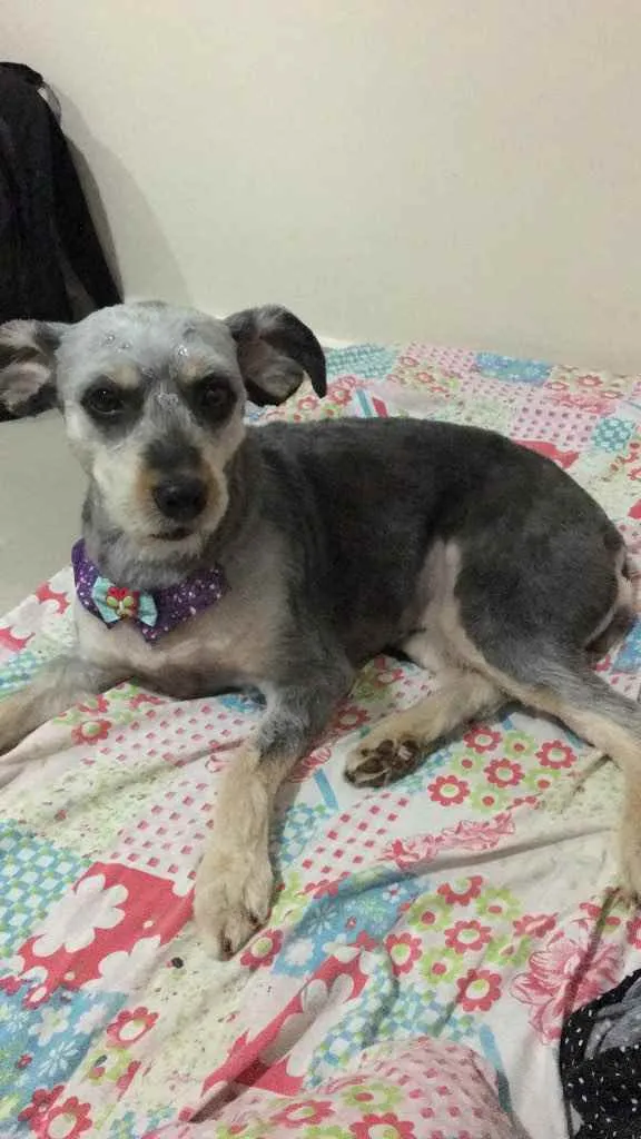 Cachorro raça Vira lata idade 4 anos nome Pandora