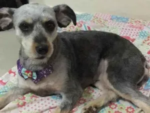Cachorro raça Vira lata idade 4 anos nome Pandora