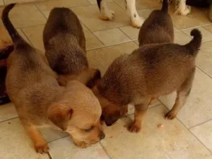 Cachorro raça Vira lata idade Abaixo de 2 meses nome Cães filhote