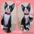 Gato raça  idade 2 a 6 meses nome Juju